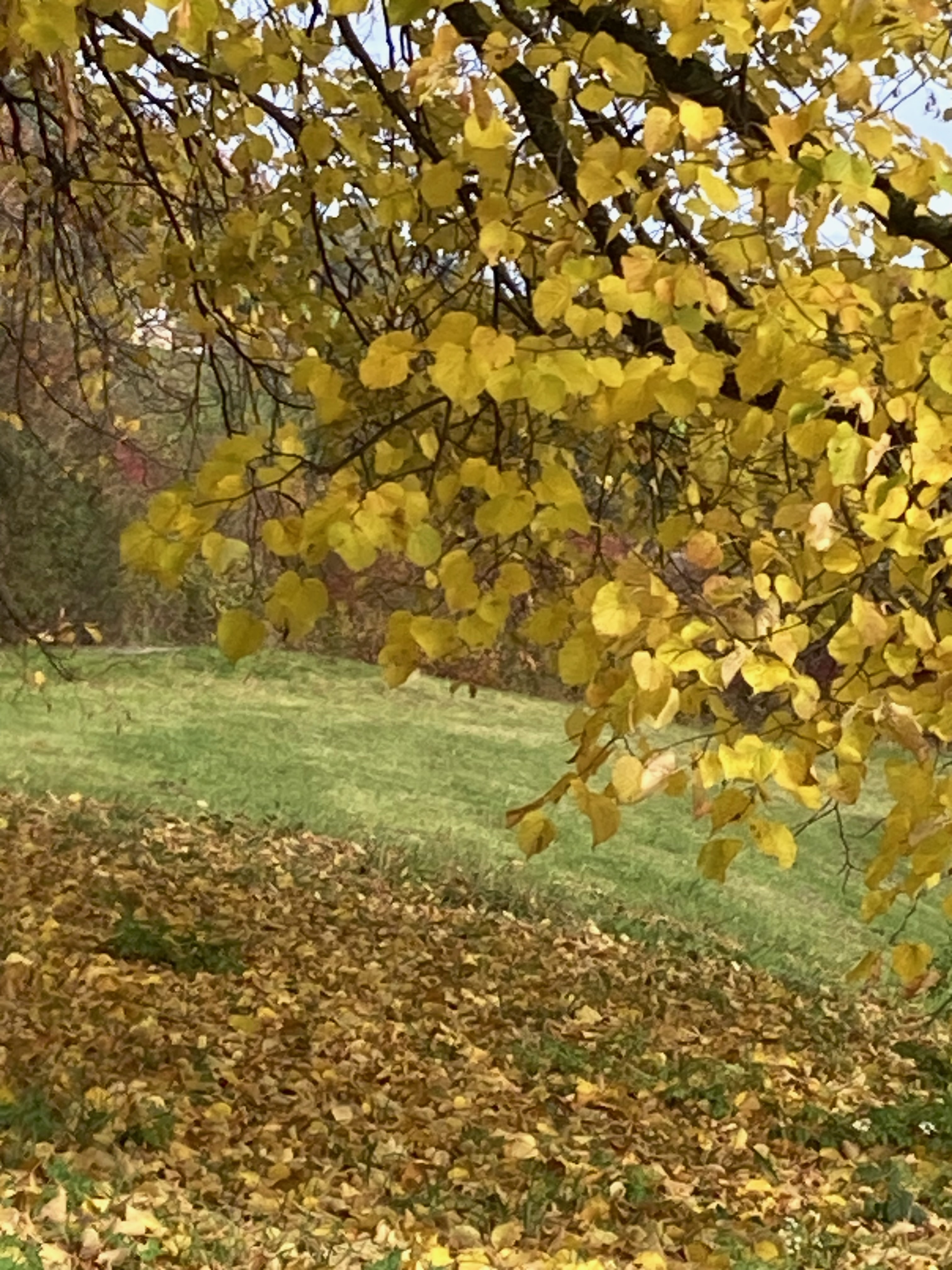 Wortlaub - Schreiben im Herbstlicht